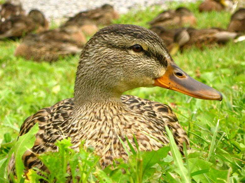 Free stock image of Ducks created by Danny Ouellet