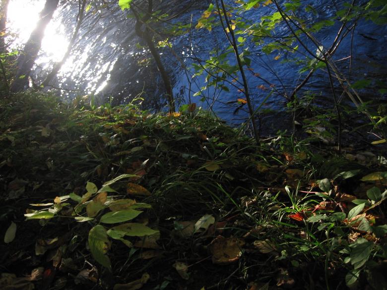 Free stock image of Forest Light created by Danny Ouellet