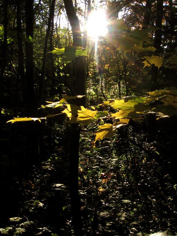 Free stock image of Forest Light created by Danny Ouellet