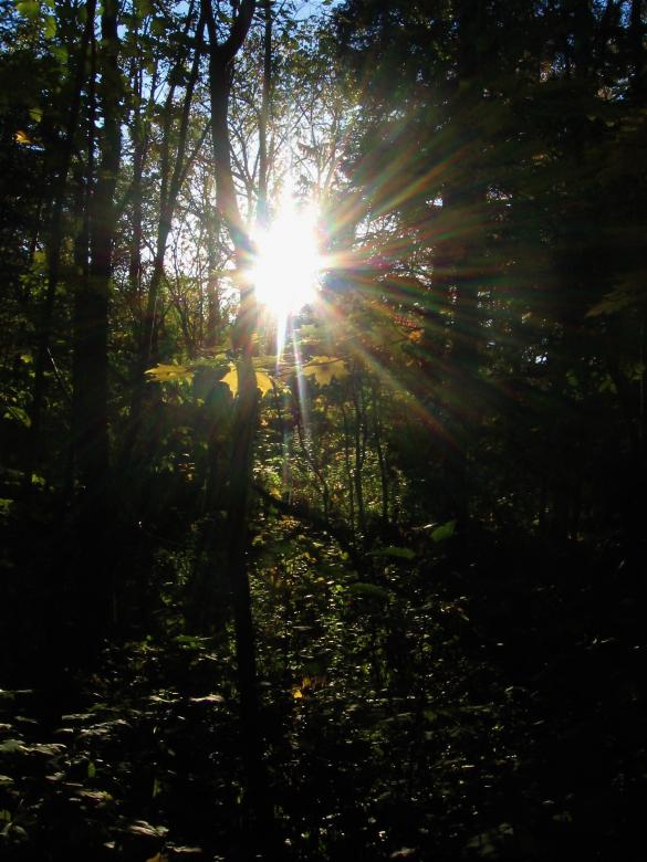 Free stock image of Forest Light created by Danny Ouellet