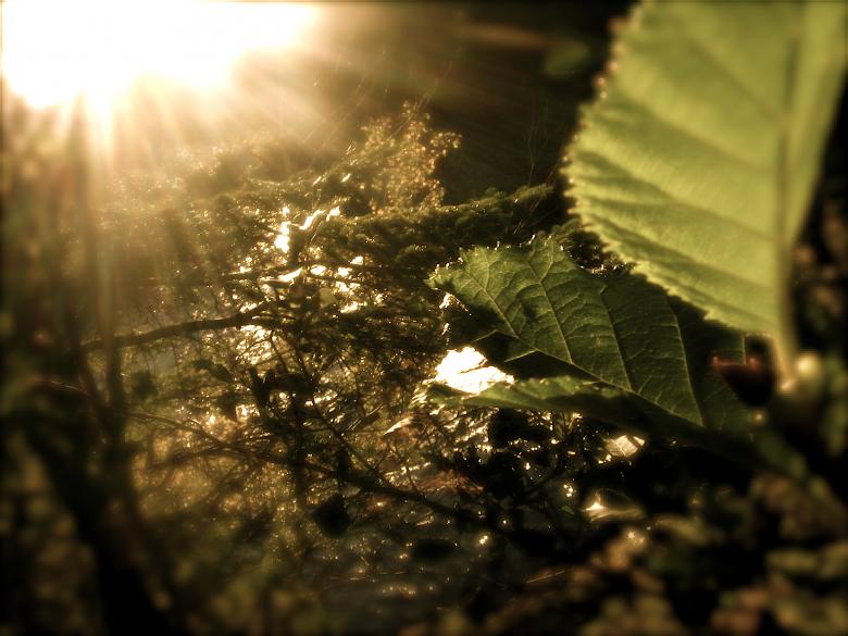 Free stock image of Autumn Leaf created by Danny Ouellet