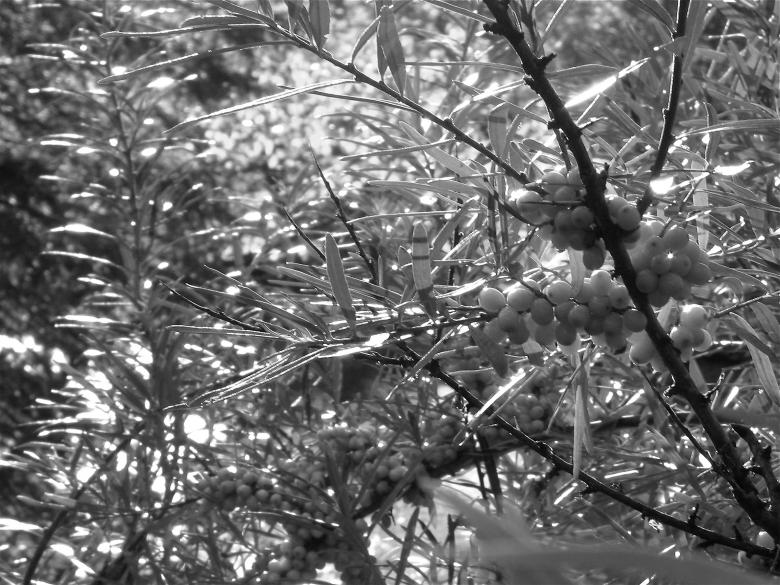 Free stock image of Black and white trees created by Danny Ouellet