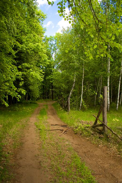 Free stock image of in the forest created by 2happy
