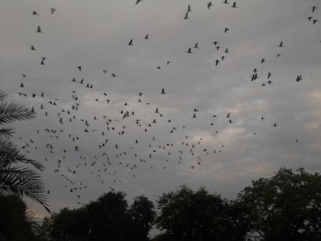 Flying Birds - Free Stock Photo