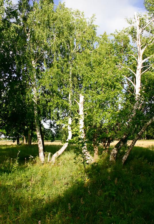 Free stock image of nature  created by 2happy