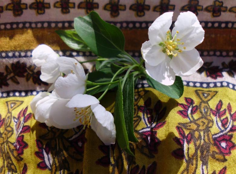 Free stock image of White Flower created by Victoria Beckman