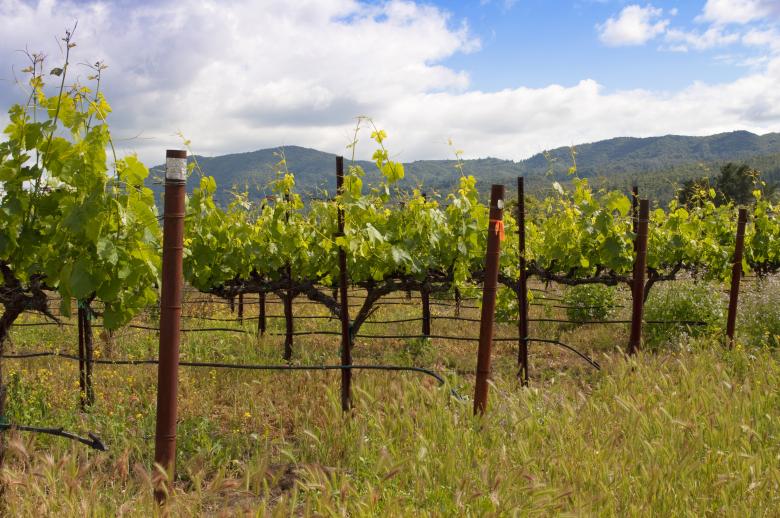 Free stock image of Napa Vineyard created by Rachael Towne