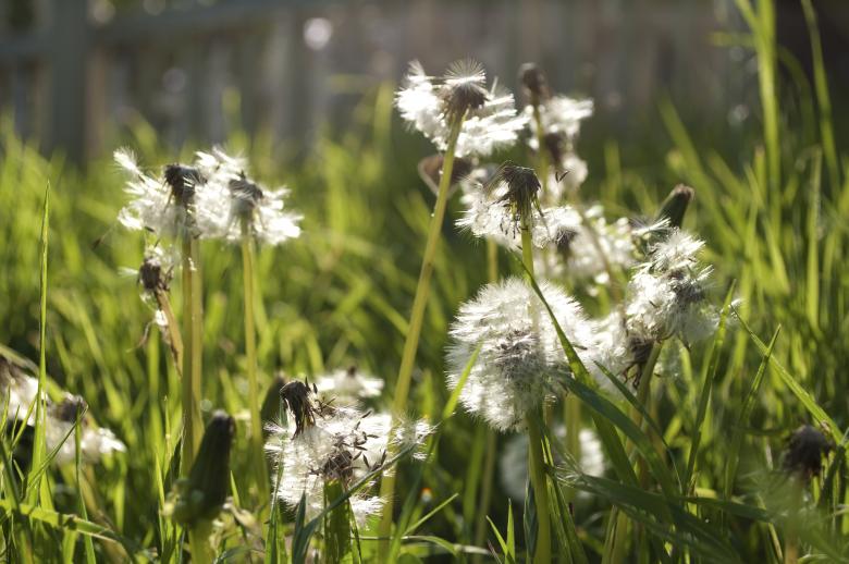 Free stock image of Dandelions created by Rachael Towne