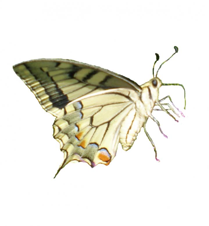 Free stock image of Isolated butterfly created by rudy bagozzi
