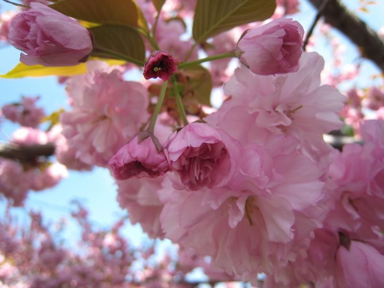 Free stock image of Cherry Blossoms Closeup 1 created by RS