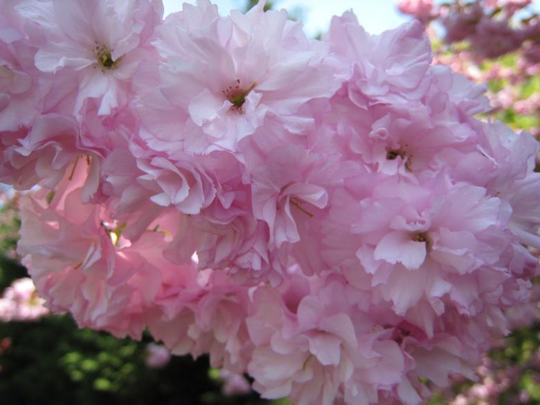 Free stock image of Cherry Blossoms 2 created by RS