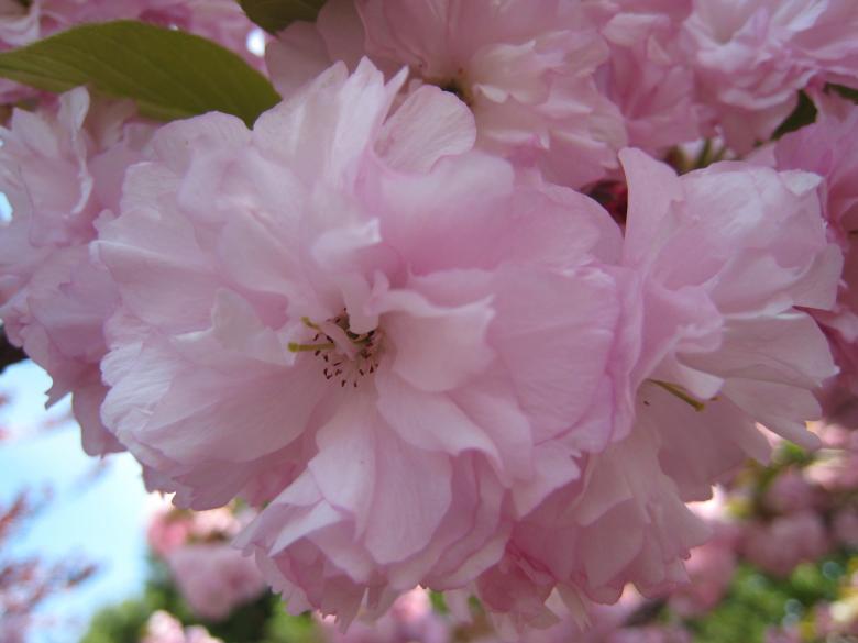 Free stock image of Cherry Blossoms Closeup3 created by RS