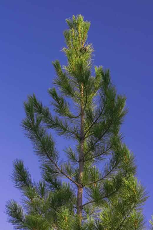 Free stock image of Fir Tree created by 2happy