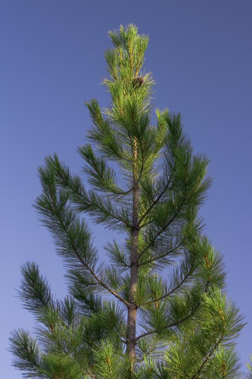 Free stock image of Fir Tree created by 2happy