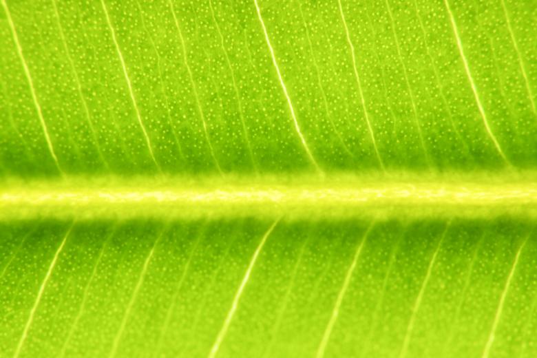 Free stock image of leaf created by 2happy