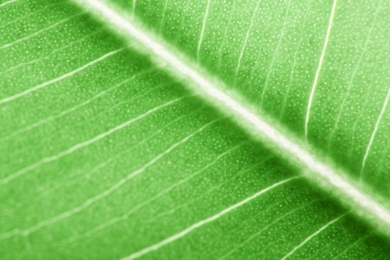 Free stock image of leaf created by 2happy