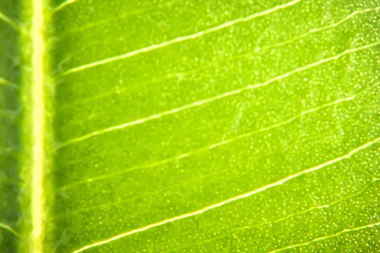 Free stock image of leaf created by 2happy