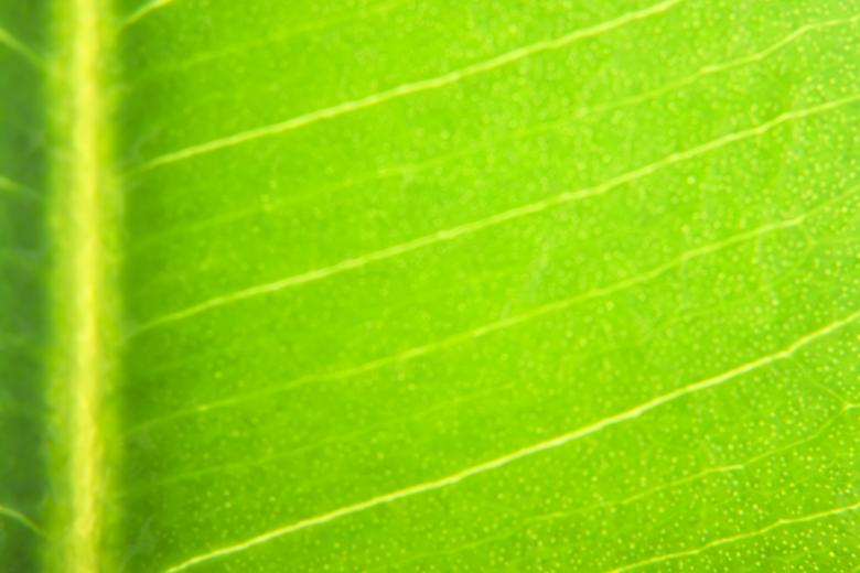 Free stock image of leaf created by 2happy