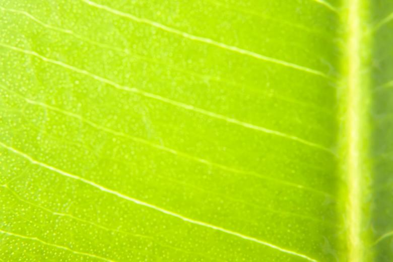 Free stock image of leaf created by 2happy