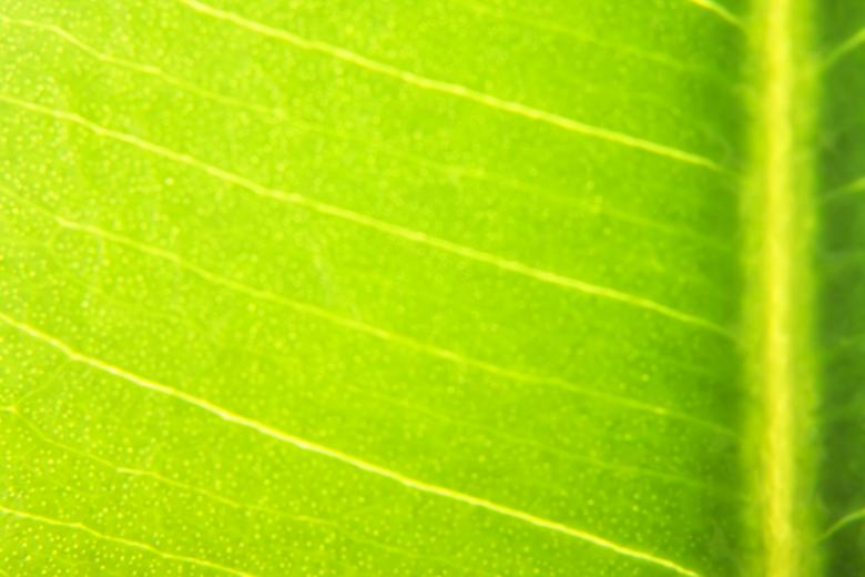 Free stock image of leaf created by 2happy