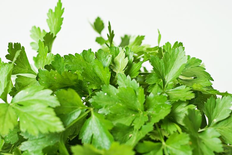 Free stock image of Green Herb Leaves created by 2happy