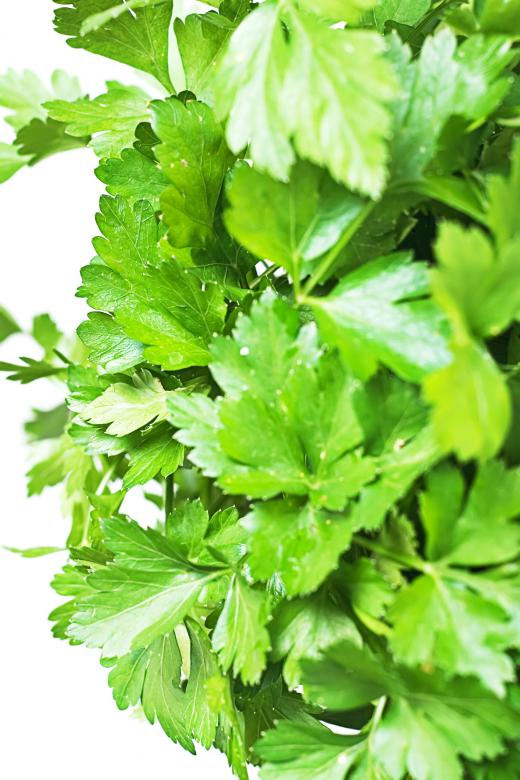 Free stock image of leaves created by 2happy