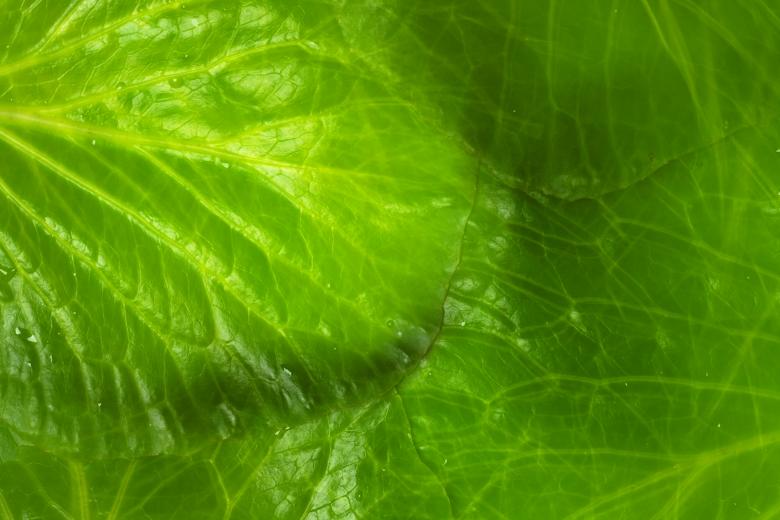 Free stock image of leaf created by 2happy