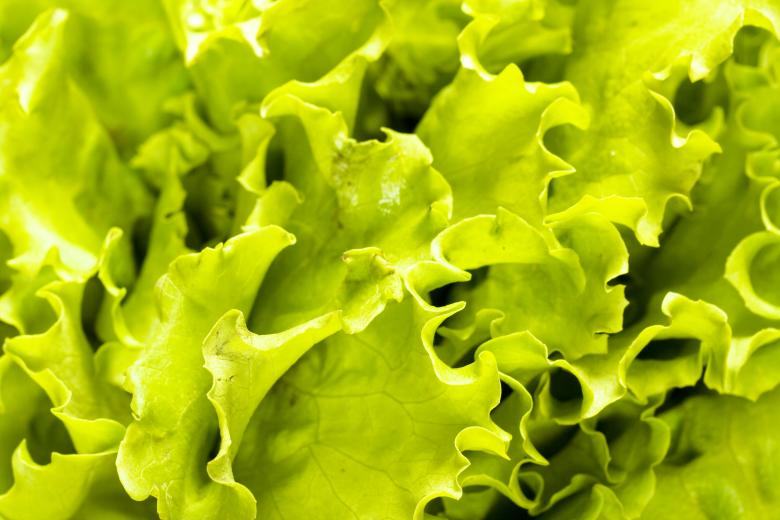 Free stock image of Green Floral Leaves created by 2happy