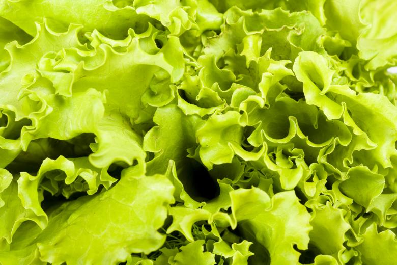 Free stock image of Fresh Green Lettuce created by 2happy