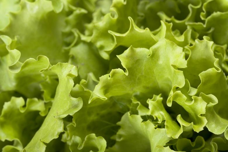 Free stock image of Green Salad Leaves created by 2happy