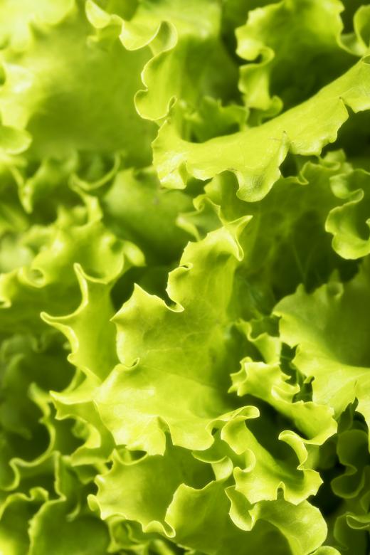 Free stock image of Salad Leaves Background created by 2happy