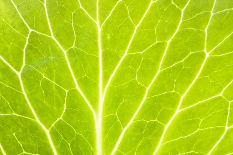Free stock image of Green Macro Leaf created by 2happy