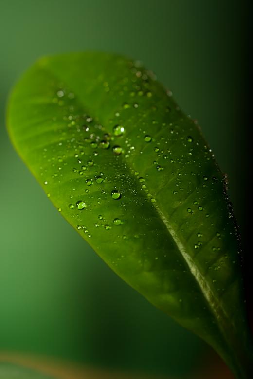 Free stock image of Succulent Green Leaf created by 2happy