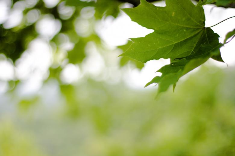 Free stock image of leaves created by 2happy