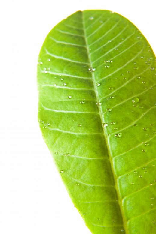 Free stock image of leaf created by 2happy