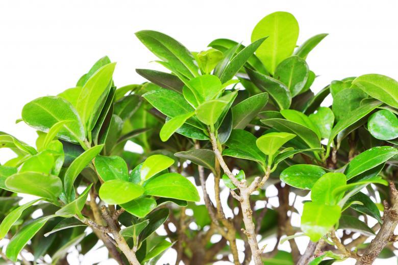 Free stock image of leaves created by 2happy