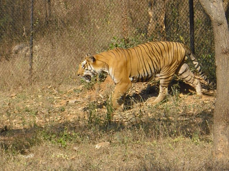 Free stock image of Tiger created by martinmaria