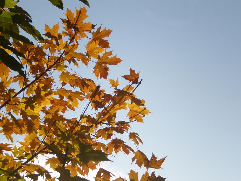 Free stock image of Yellow maple leaves created by rudy bagozzi