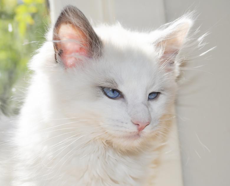 Free stock image of Beautiful Ragdoll Kitten created by Rachael Towne