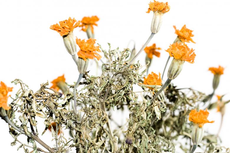 Free stock image of Flowers created by 2happy