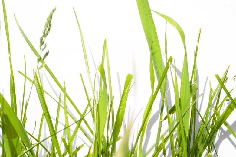 Free stock image of Green Grass Background created by 2happy
