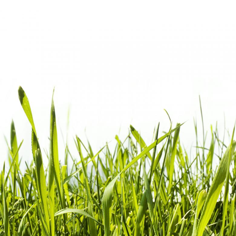 Free stock image of Grass  created by 2happy