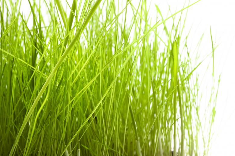 Free stock image of Grass  created by 2happy