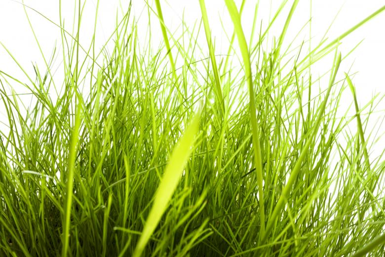 Free stock image of Grass  created by 2happy