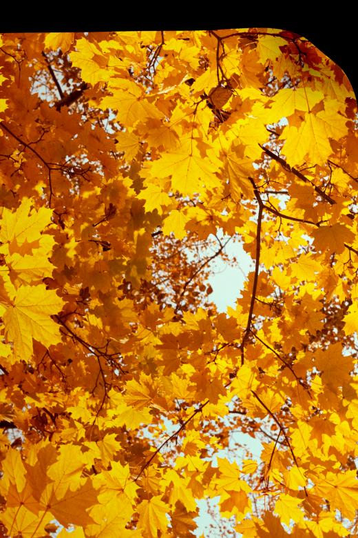 Free stock image of Autumn page created by 2happy