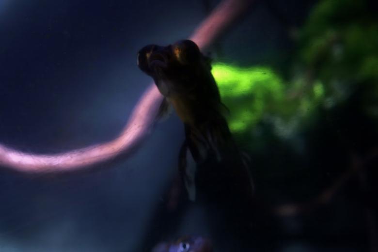 Free stock image of fish created by 2happy