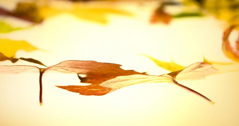Free stock image of autumn leaves created by 2happy