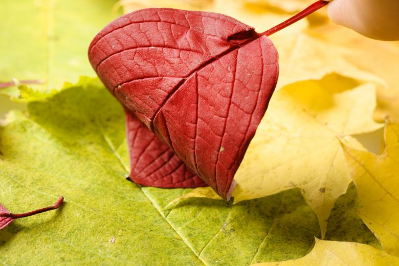 Free stock image of autumn leaves created by 2happy