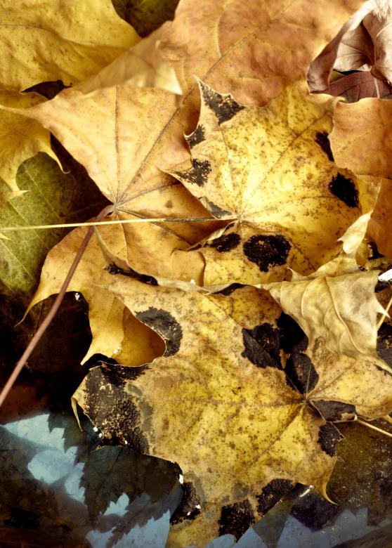 Free stock image of autumn leaves created by 2happy