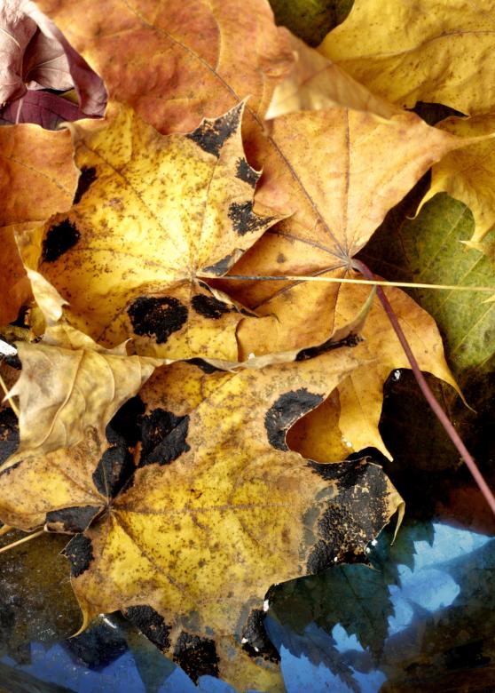 Free stock image of autumn leaves created by 2happy